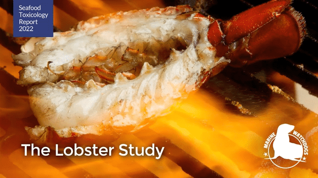 The Lobster Study