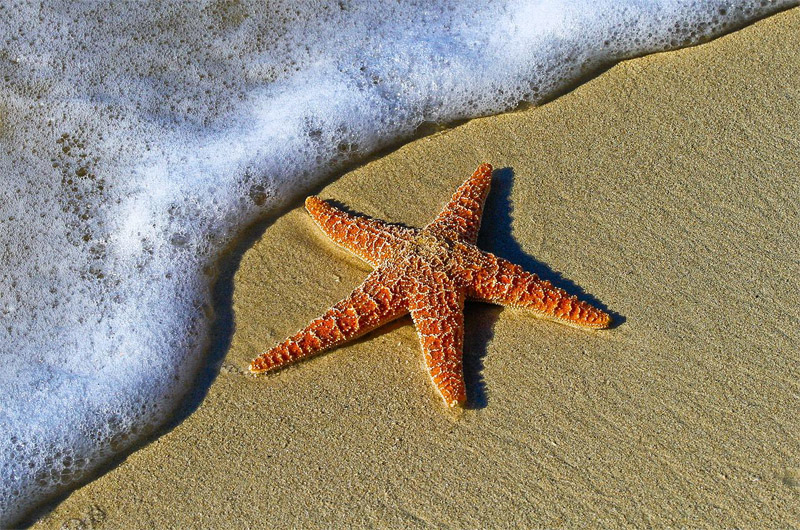 Pacific Pisaster sea star