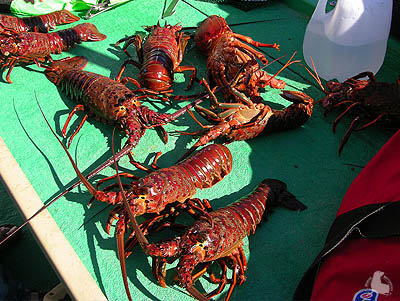 California Spiny Lobster catch