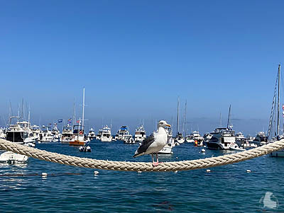 Sea Gull in Avalon