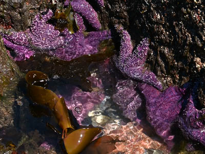 Purple Pisaster sea stars