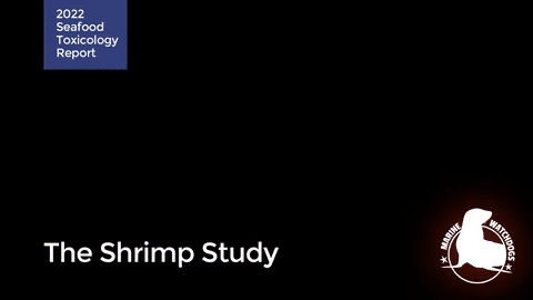 The Shrimp Study