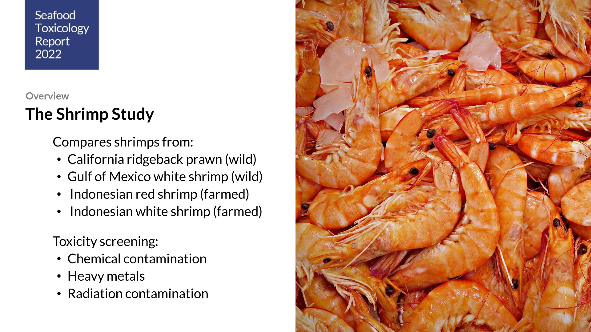 Shrimp Study
