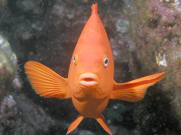 Garibaldi fish