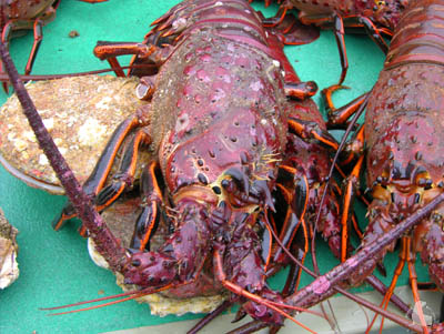 Lobster & scallops