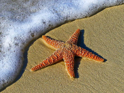 Orange Pisaster sea stars