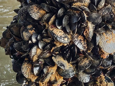 Mussels under Sterns Wharf