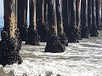 Lower pier pilings
