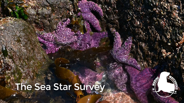 The Sea Star Survey