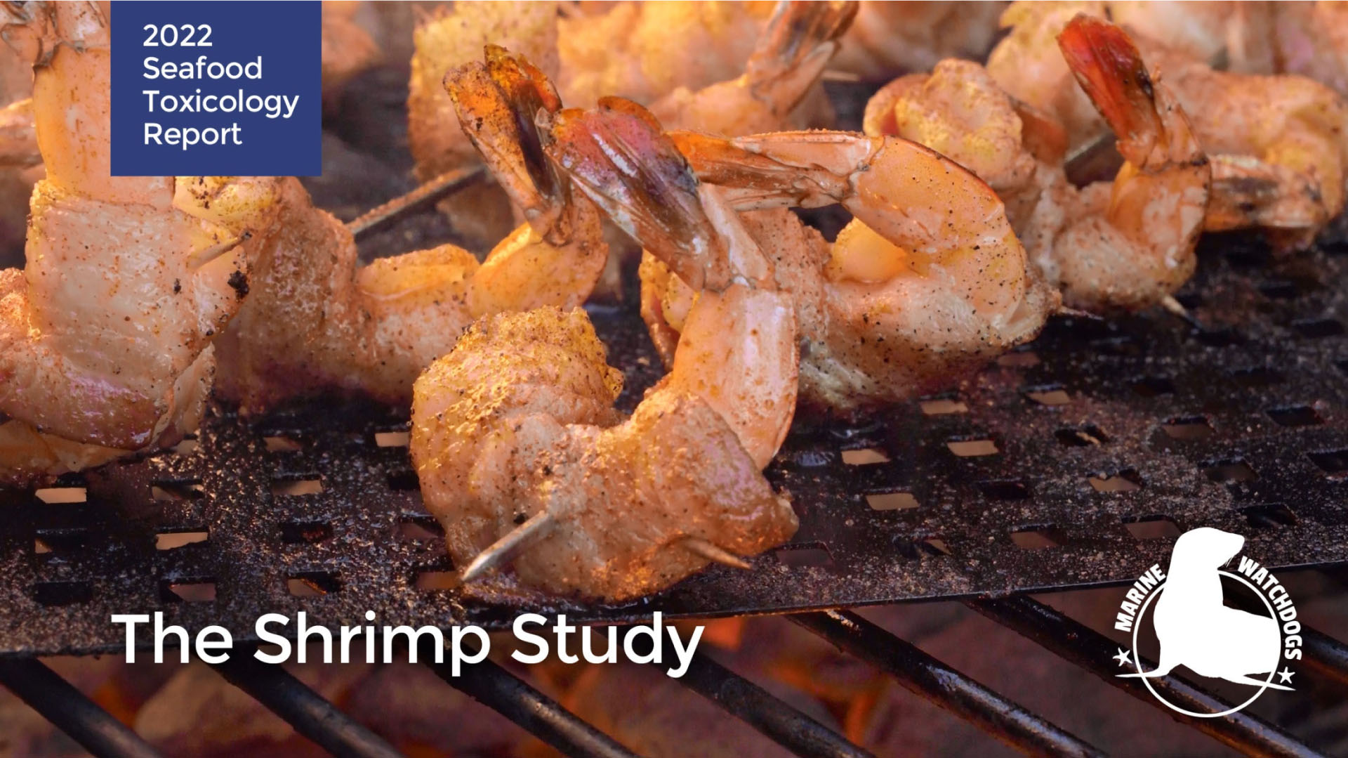 Shrimp Study