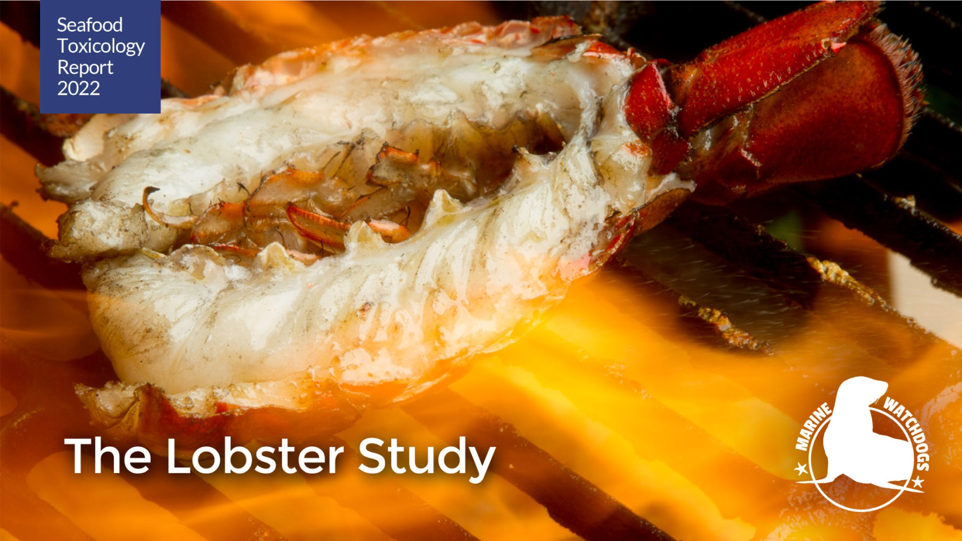 Lobster Study